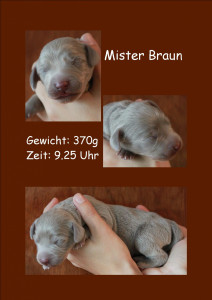 MisterBraun