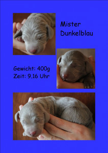 MisterDunkelblau