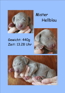 MisterHellblau