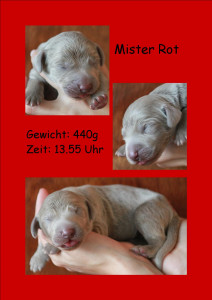 MisterRot