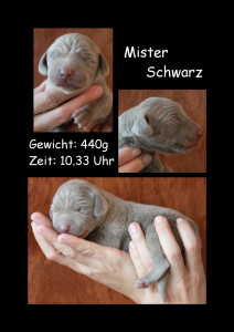 MisterSchwarz