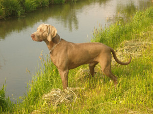 Arek