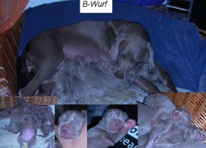 B-Wurf