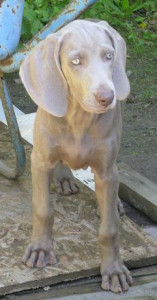 Bailee